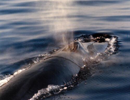 Capodoglio (Physeter macrocephalus)