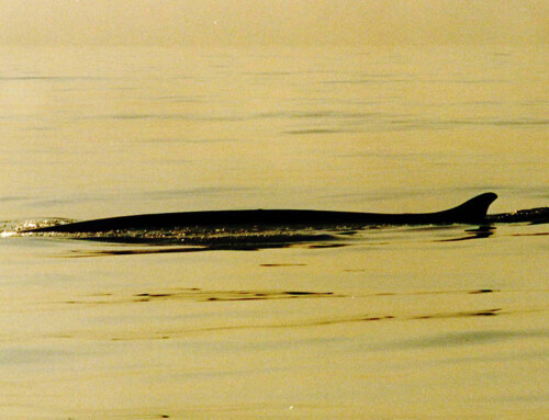 Balenottera comune (Balaenoptera physalus)